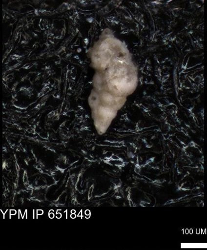 undet. Heterohelicidae