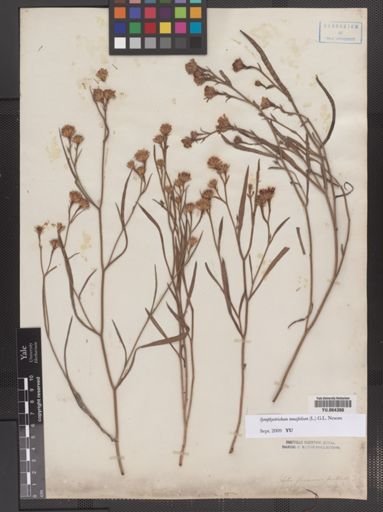 Symphyotrichum tradescantii