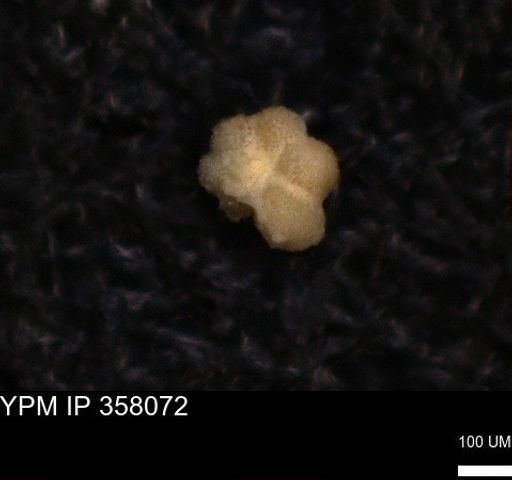undet. Rugoglobigerinidae