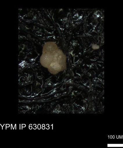 undet. Rugoglobigerinidae