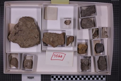 mixed taxa, stratigraphic collection
