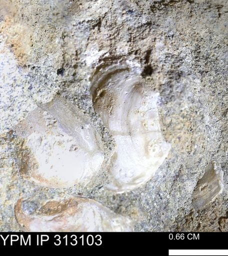 Corbicula