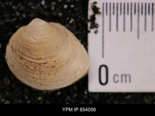 Limopsis striatopunctatus