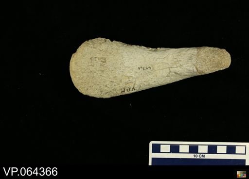 undet. Plesiosauridae