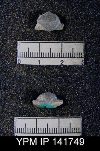 Chonetella nasuta