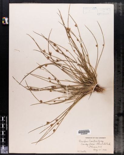 Scirpus smithii