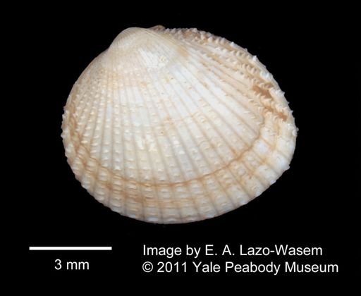 Cerastoderma pinnulatum