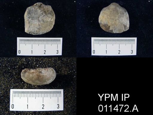 Linoproductus cora
