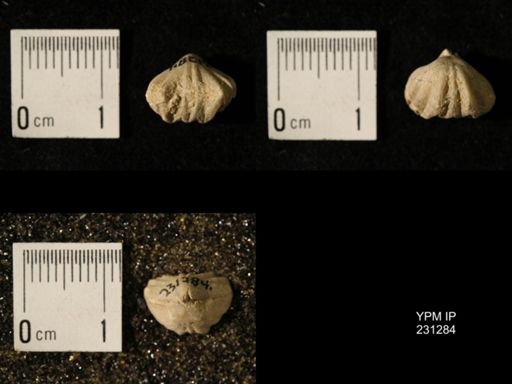 Wellerella osagensis