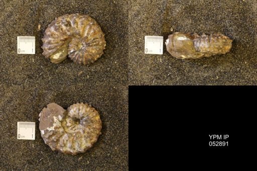 Discoscaphites gulosus
