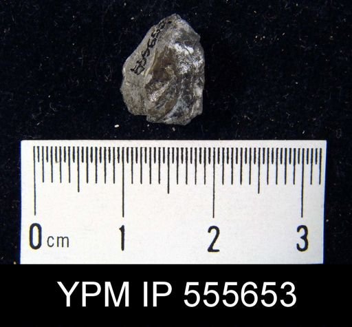 Pugnax osagensis