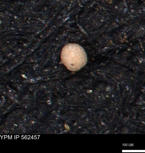 Foraminiferida