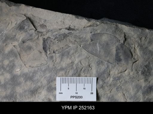 Eurypterus sp.