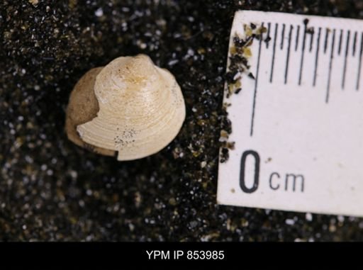 Limopsis striatopunctatus