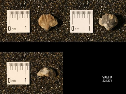 Wellerella osagensis