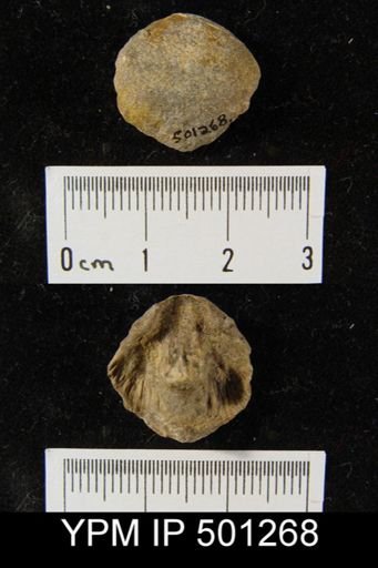 Productus sp.