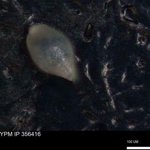 undet. Foraminiferida