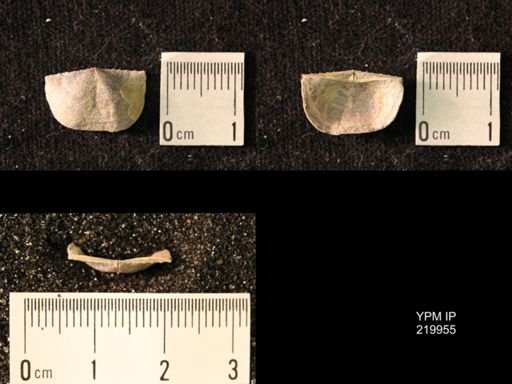 Chonetes sp.