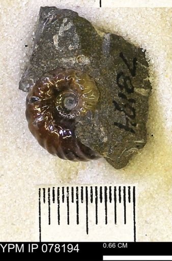 Hoploscaphites comprimus