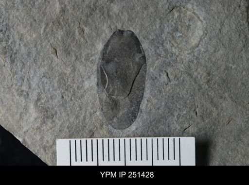 Eurypterus sp.