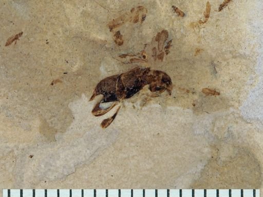 undet. Thysanoptera