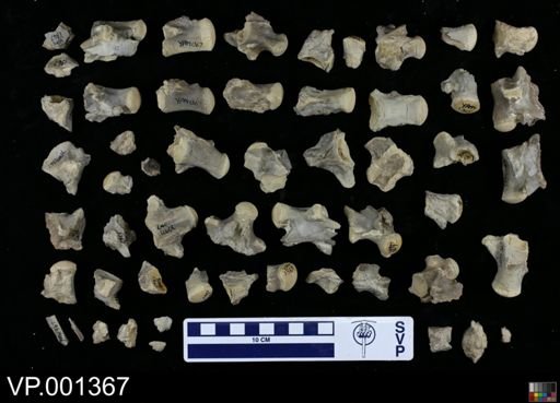 Clidastes liodontus