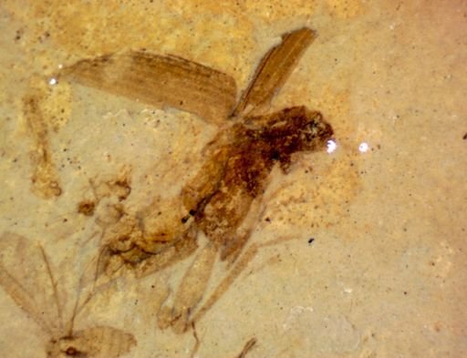 undet. Coleoptera