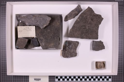 mixed taxa, stratigraphic collection
