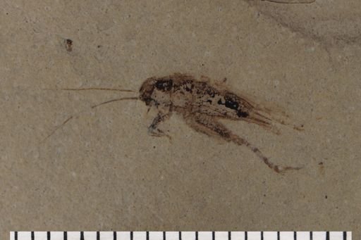 Gryllidae