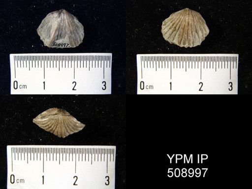 Zygospira kentuckiensis