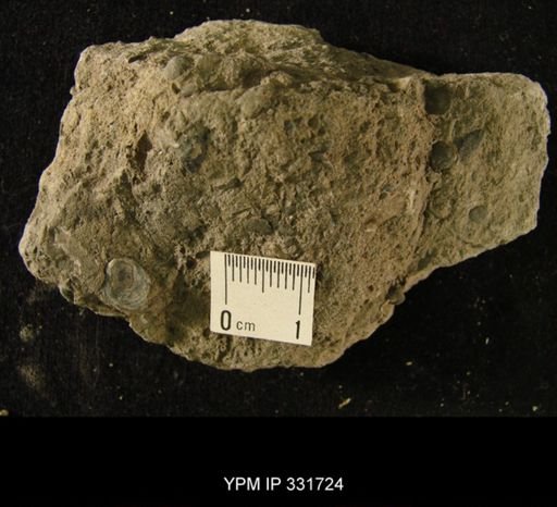 Ctenodonta sp.