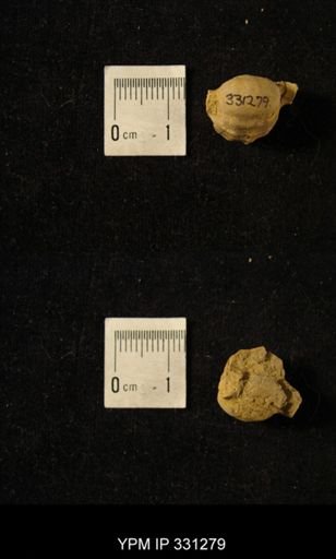 Pharkidonotus tricarinatus