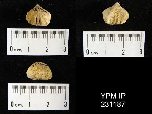 Wellerella osagensis