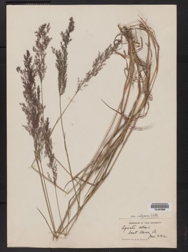 Agrostis alba