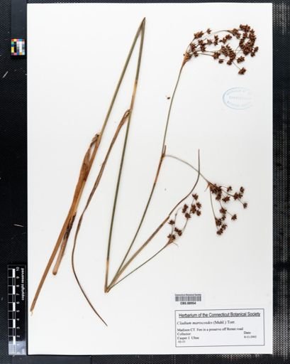 Cladium mariscoides
