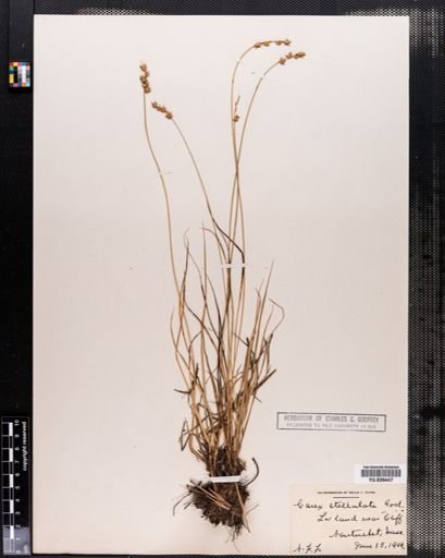 Carex echinata