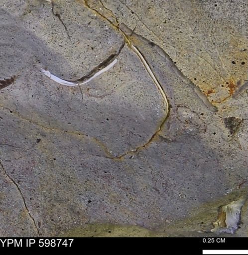 undet. Bivalvia