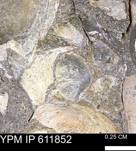 Protocardia sp.