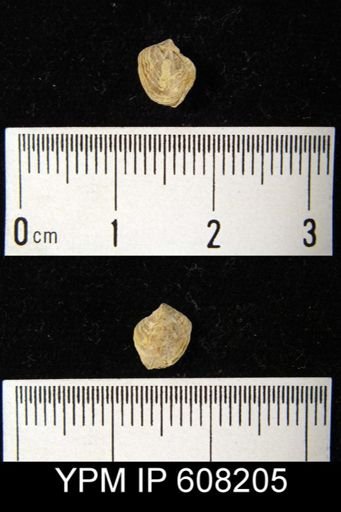 Atrypina sp.