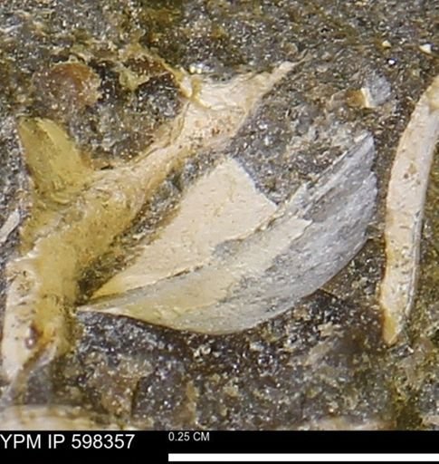 Limopsis striatopunctatus