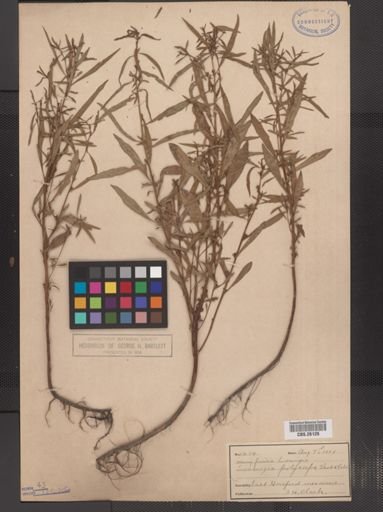 Ludwigia polycarpa
