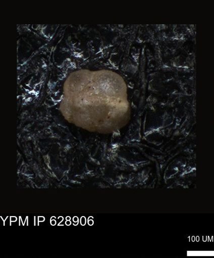 undet. Foraminiferida