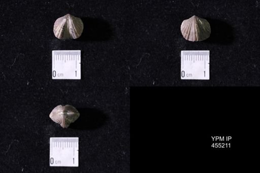 Platystrophia crassa