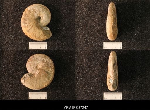 Hoploscaphites nicolletii