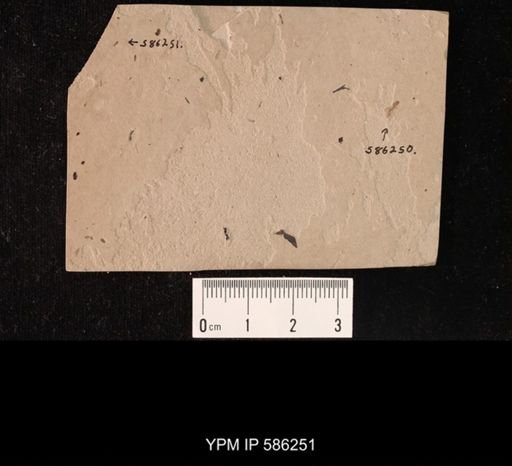 undet. Staphylinidae