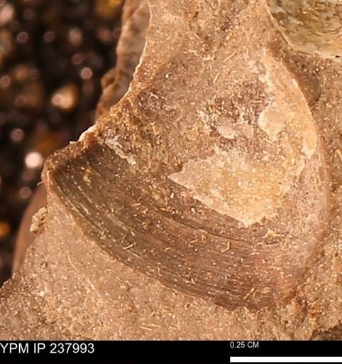 Protocardia subquadrata
