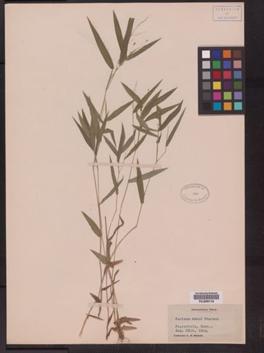Panicum ashei