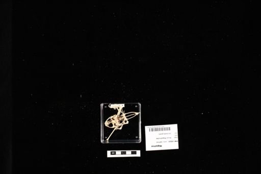 Megophrys