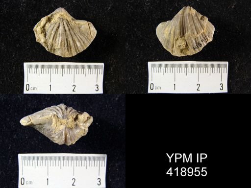 Neospirifer cameratus?