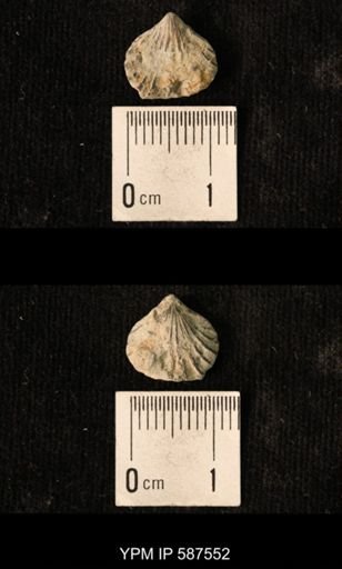 Camarotoechia whitei